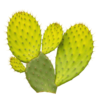 Prickly pear (nopal) stem extract 10:1