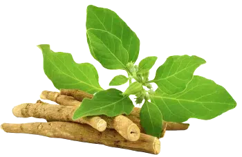 Ashwagandha powder