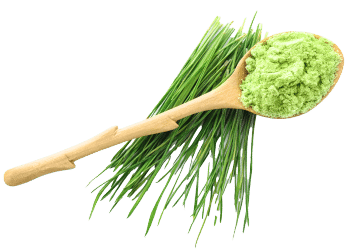 Barley grass