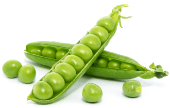 Pea protein