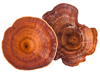 Reishi mushroom