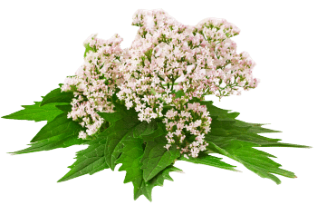 Valerian extract