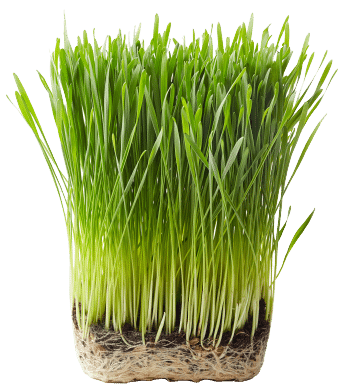 Wheat grass