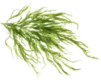 Kelp Algae extract